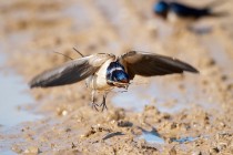 00996-Barn_Swallow_O