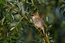 00997-Marsh_Warbler