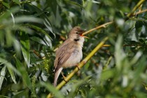 00998-Marsh_Warbler