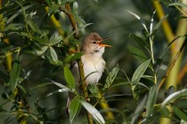 00999-Marsh_Warbler