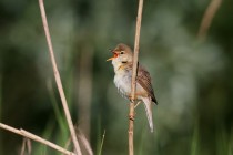 01000-Marsh_Warbler