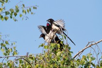 01023-Common_Magpie_O