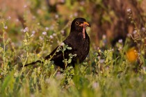 01024-Common_Blackbird