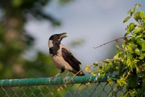 01025-Hooded_Crow_O