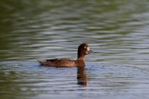 01030-Tufted_Duck_O