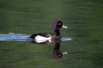 01031-Tufted_Duck