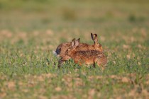 01032-Brown_Hares_O