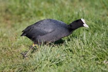 01033-Eurasian_Coot