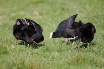 01034-Eurasian_Coots