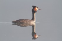 01035-Great_Crested_Grebe