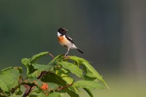 01042-Common_Stonechat_O