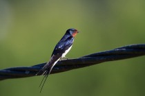 01043-Barn_Swallow