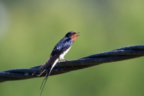 01044-Barn_Swallow