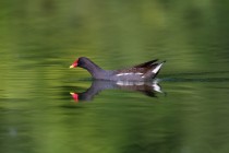 01045-Common_Moorhen