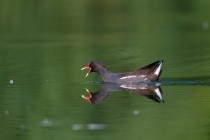 01046-Common_Moorhen