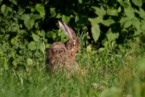 01047-Brown_Hare