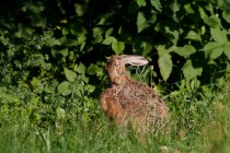 01048-Brown_Hare