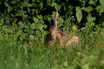 01049-Brown_Hare