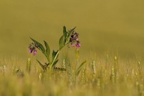 01050-Common_Comfrey