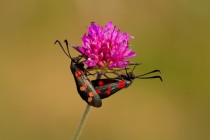 01057-Six-spot_Burnet_Moth