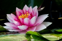 01058-European_White_Waterlily