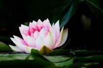 01059-European_White_Waterlily