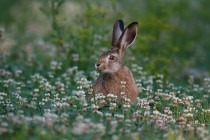 01060-Brown_Hare