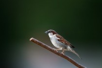 01061-House_Sparrow