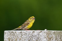 01062-European_Serin