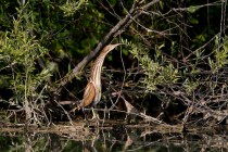 01063-Little_Bittern_O