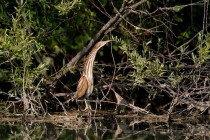 01063-Little_Bittern_O