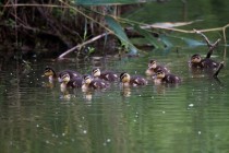 01064-Mallards