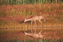 01065-Roe_Deer_O