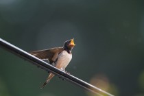 01070-Barn_Swallow