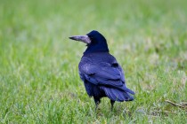 01075-Rook