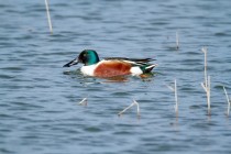 01078-Northern_Shoveler