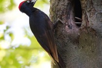 01079-Black_Woodpecker