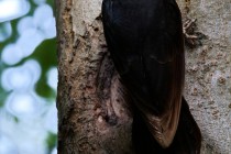 01080-Black_Woodpecker