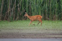 01091-Roe_Deer_O