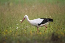 01092-White_Stork