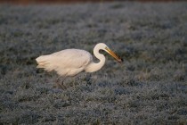 01093-Great_Egret