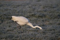 01094-Great_Egret