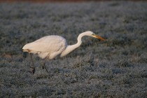 01095-Great_Egret