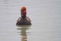 01099-Red-crested_Pochard