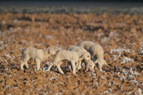 01101-lambs