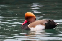 01107-Red-crested Pochard