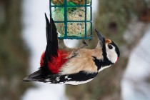 01109-Great Spotted Woodpecker
