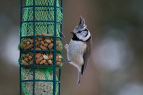 01110-Crested Tit