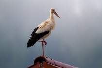 01116-White Stork