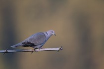 01117-Eurasian Collared Dove